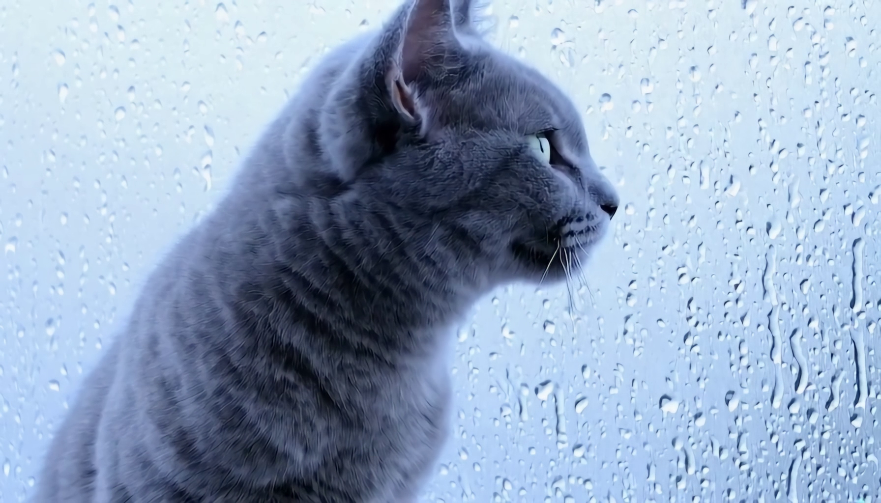 i2v_cat