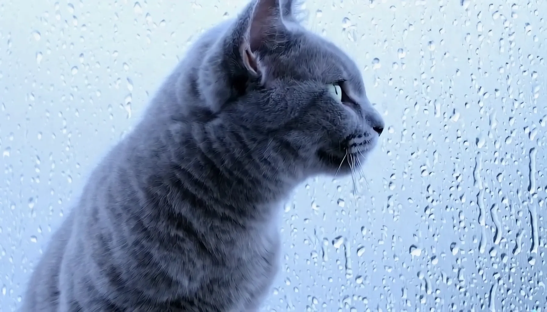 i2v_cat
